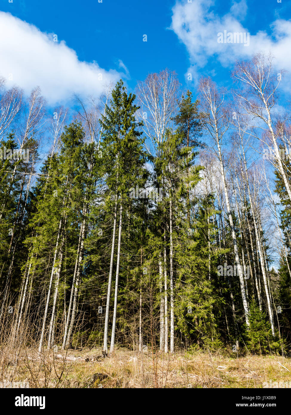 forest trees against bright blue sky background with clouds Stock Photo ...