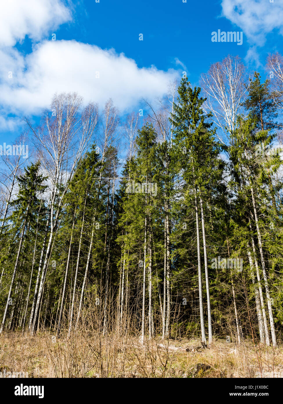 forest trees against bright blue sky background with clouds Stock Photo ...