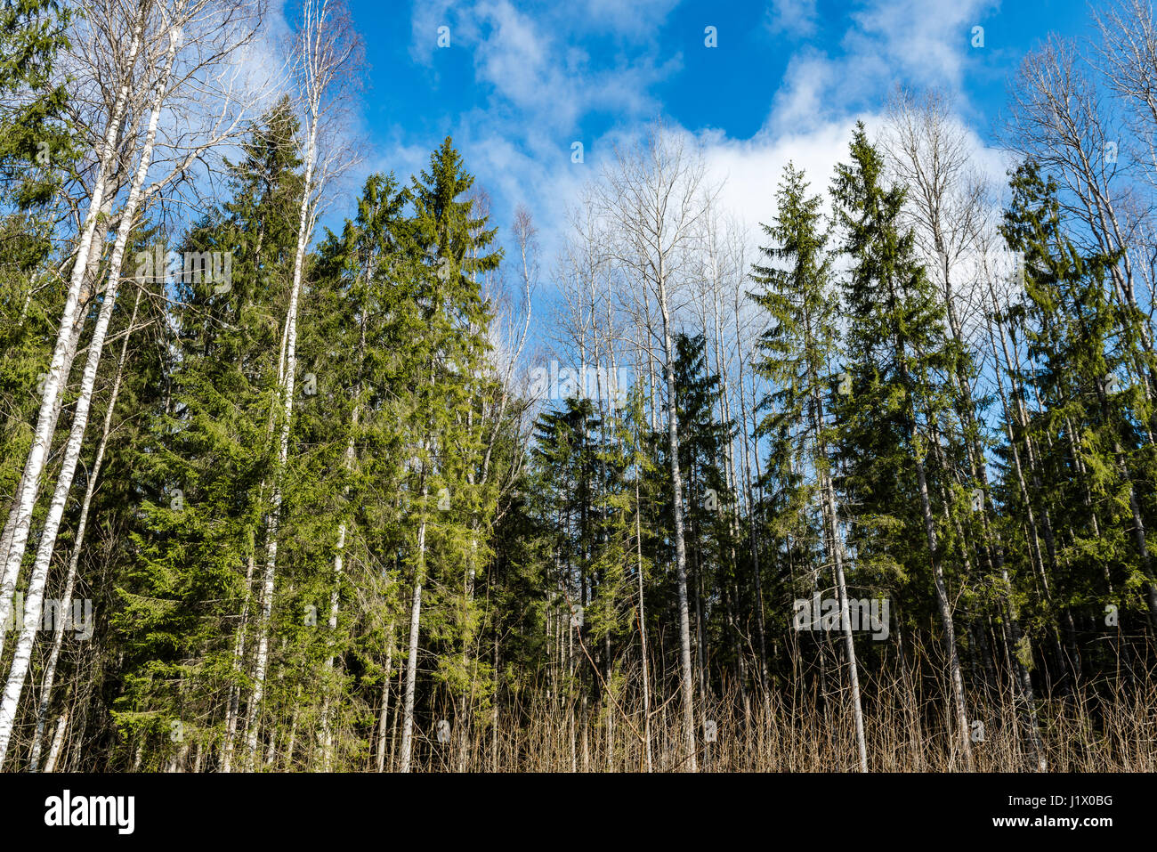 forest trees against bright blue sky background with clouds Stock Photo ...