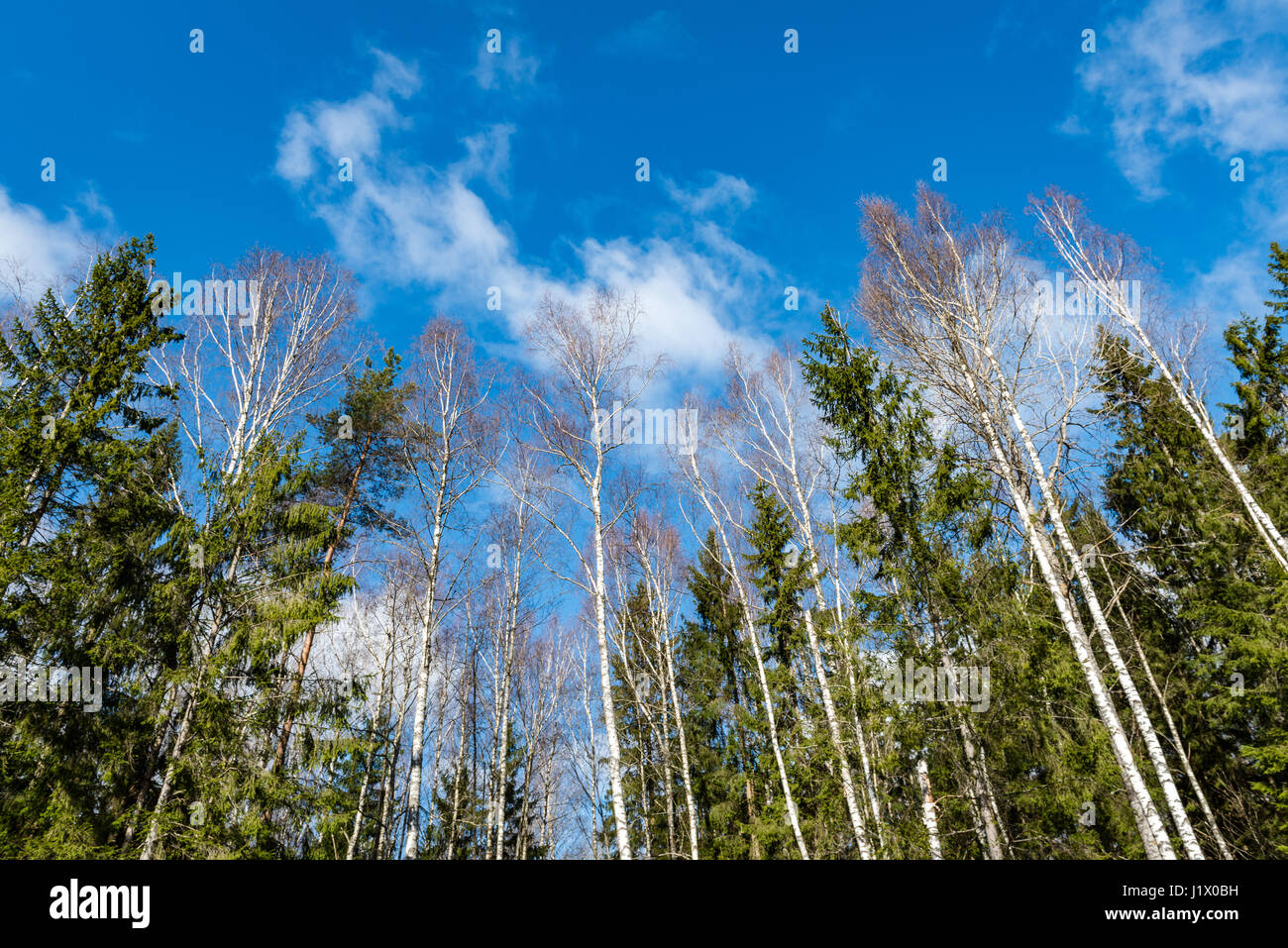 forest trees against bright blue sky background with clouds Stock Photo ...