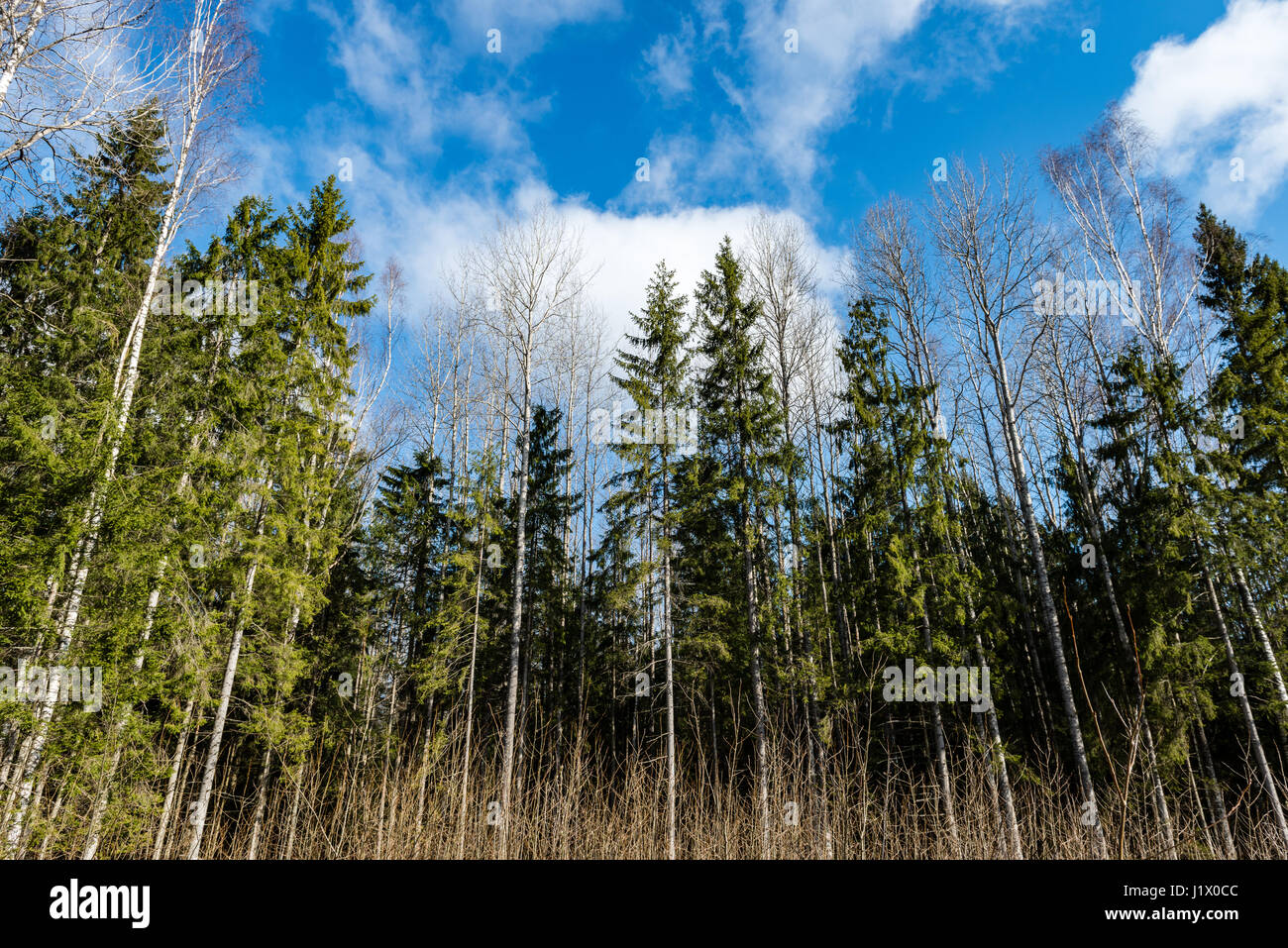 forest trees against bright blue sky background with clouds Stock Photo ...