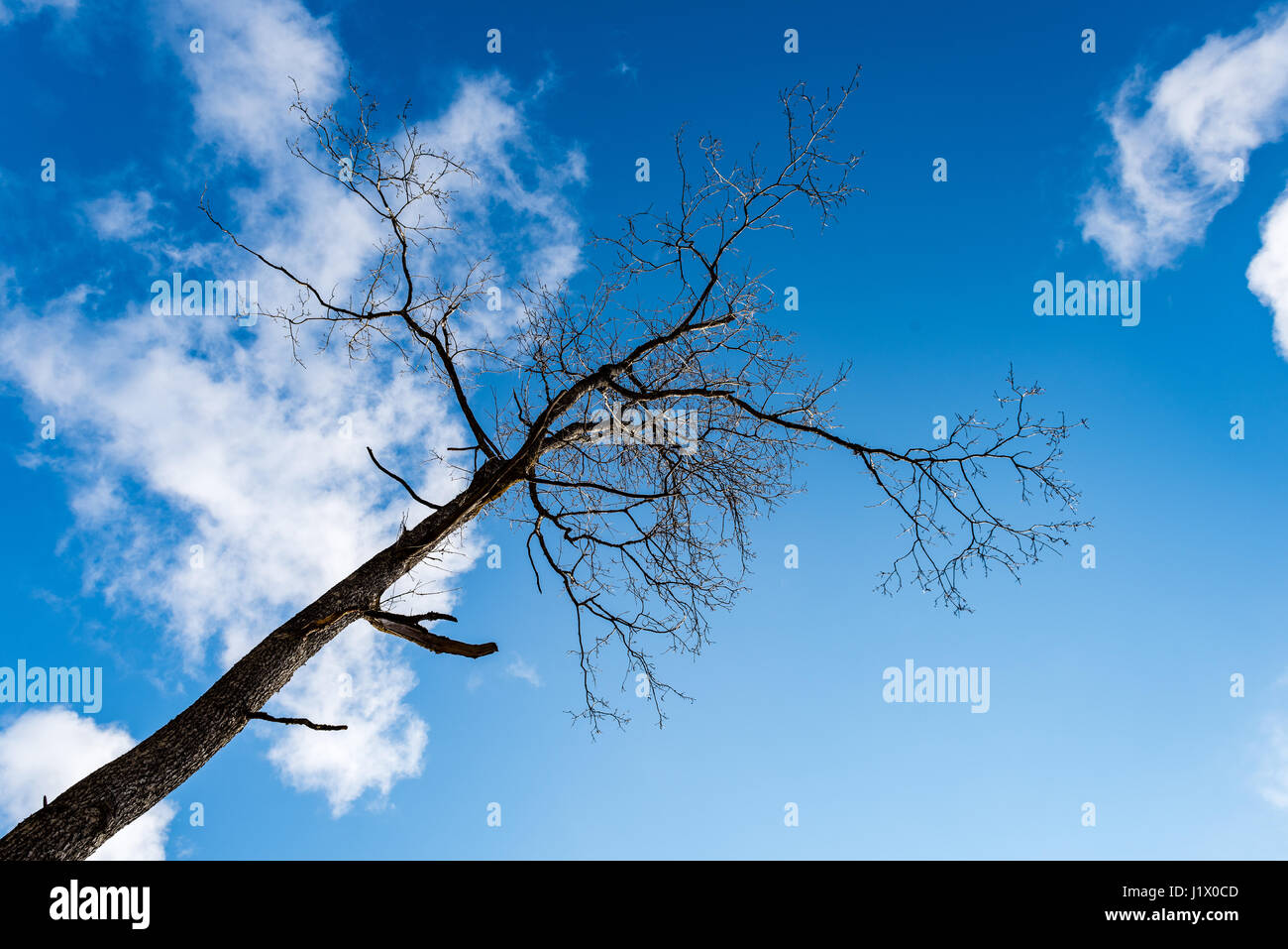 forest trees against bright blue sky background with clouds Stock Photo ...