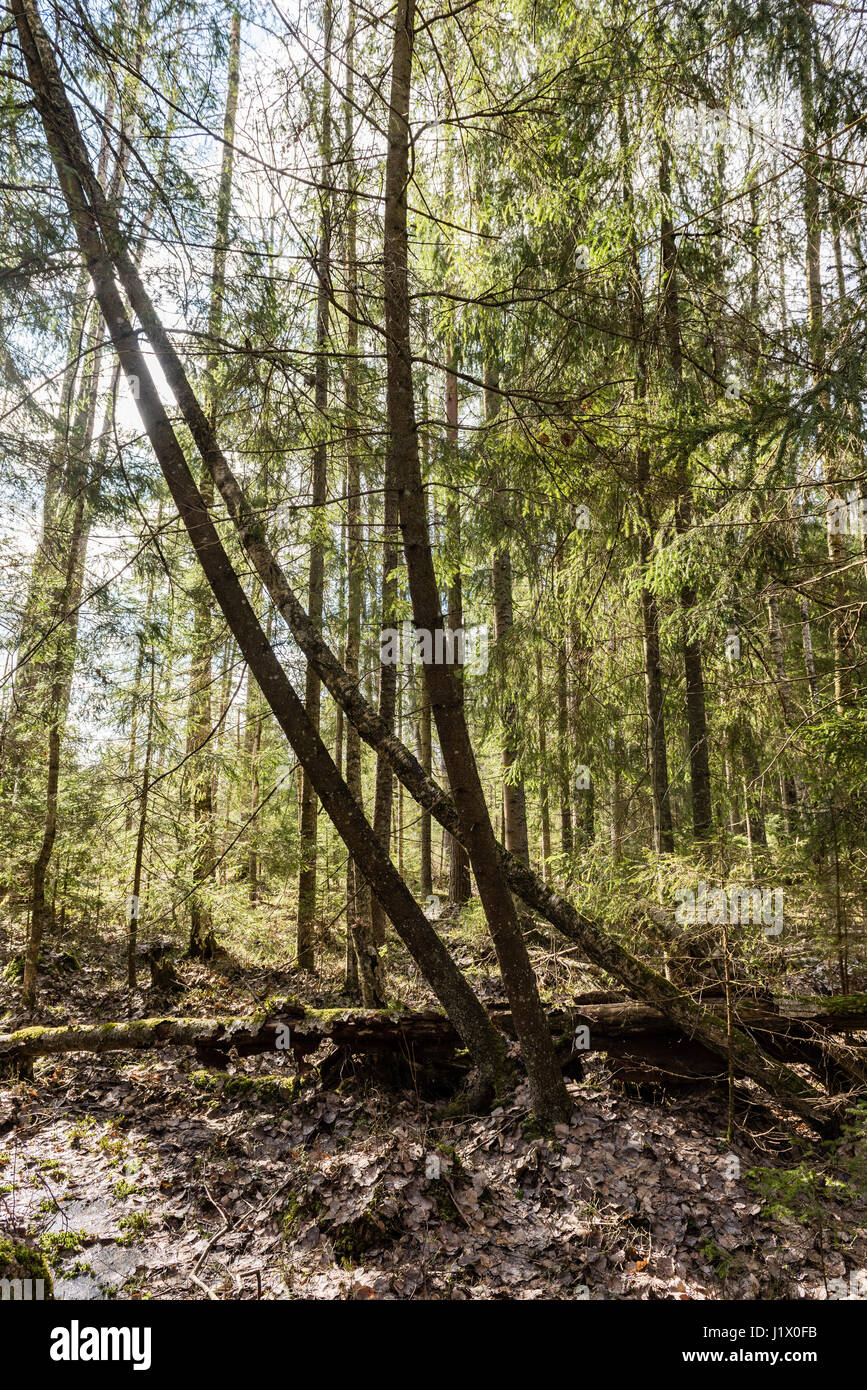 forest trees against bright blue sky background with clouds Stock Photo ...