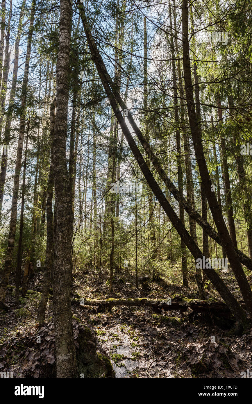 forest trees against bright blue sky background with clouds Stock Photo ...