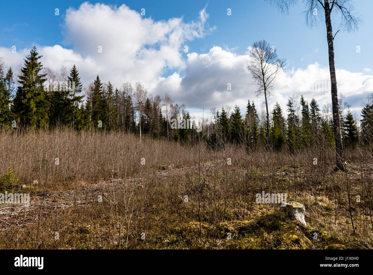 forest trees against bright blue sky background with clouds Stock Photo ...