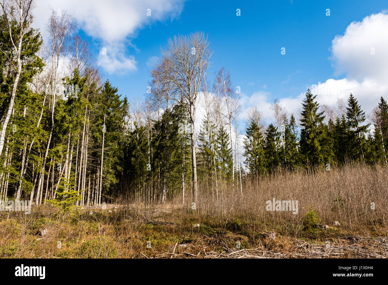 forest trees against bright blue sky background with clouds Stock Photo ...