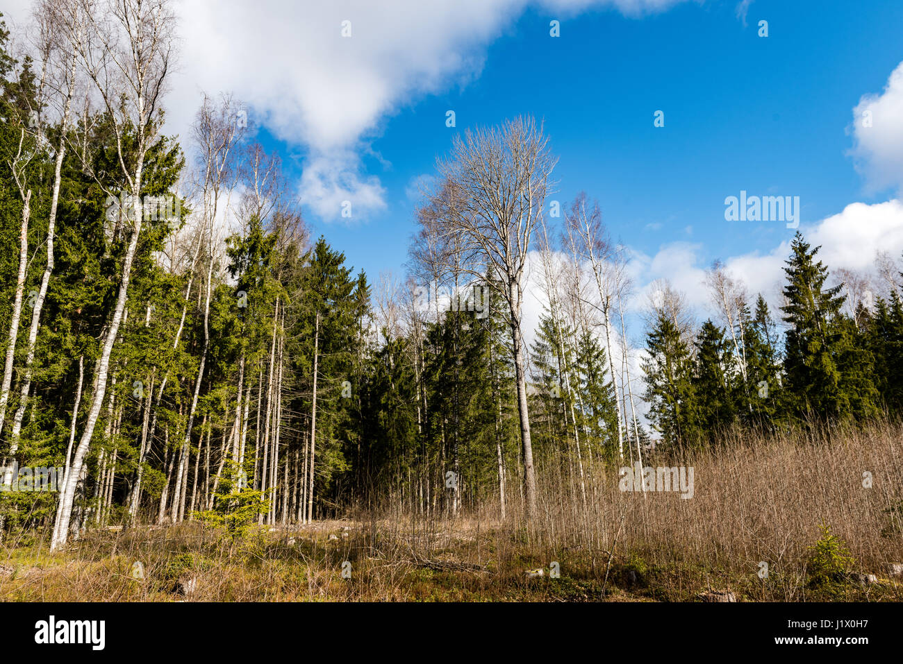 forest trees against bright blue sky background with clouds Stock Photo ...