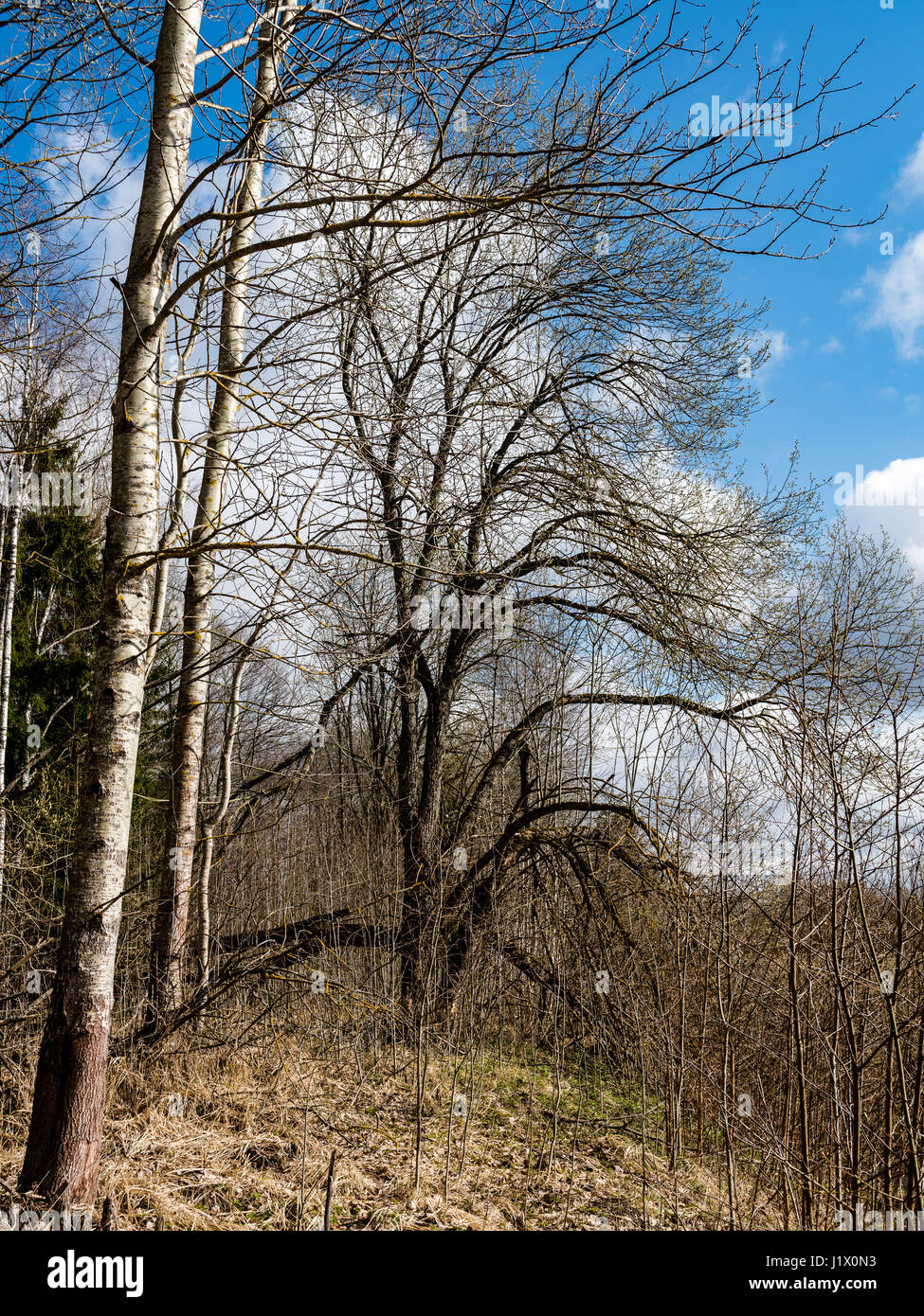 forest trees against bright blue sky background with clouds Stock Photo ...