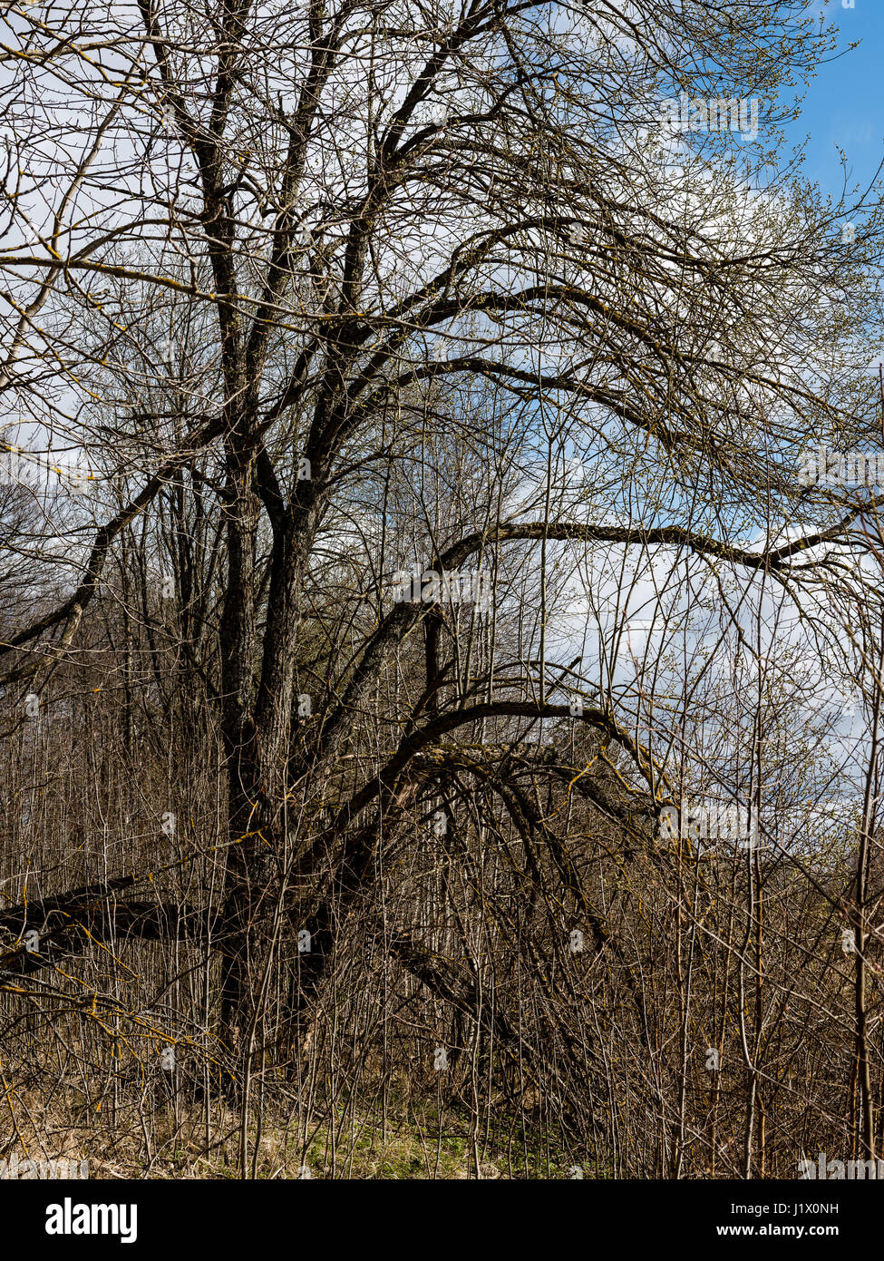forest trees against bright blue sky background with clouds Stock Photo ...