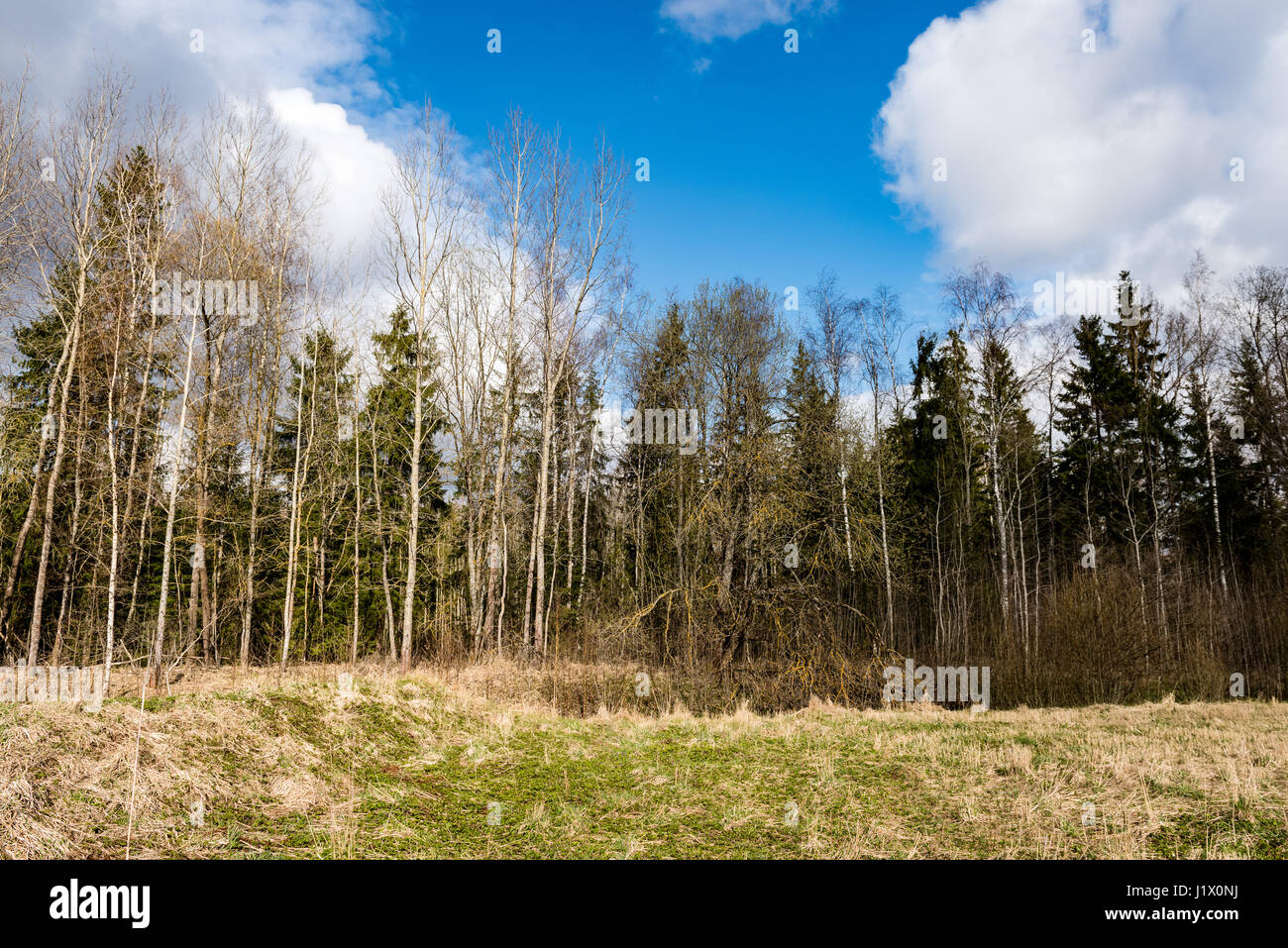 forest trees against bright blue sky background with clouds Stock Photo ...