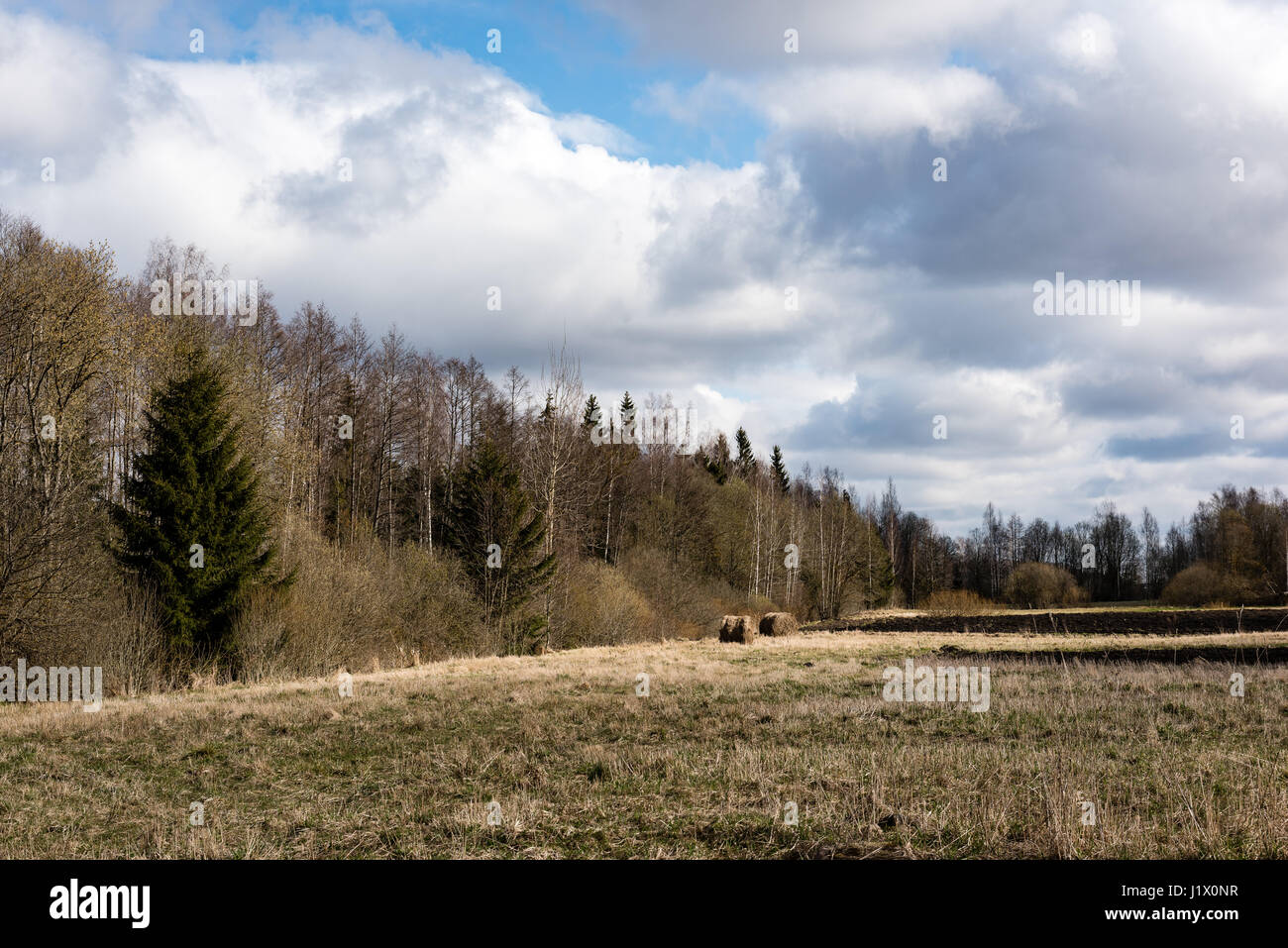 forest trees against bright blue sky background with clouds Stock Photo ...