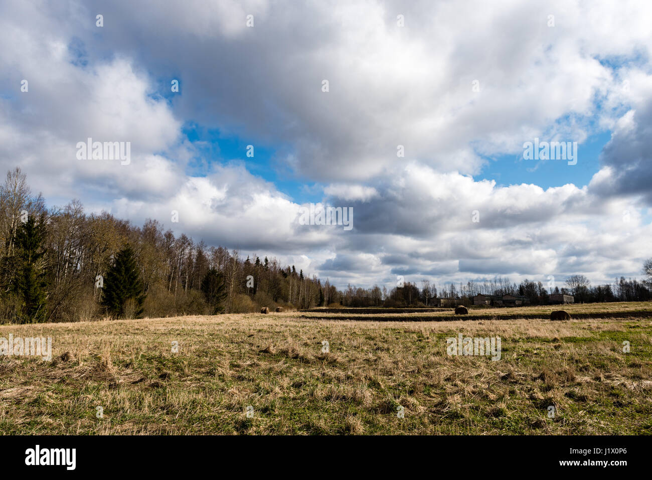 forest trees against bright blue sky background with clouds Stock Photo ...