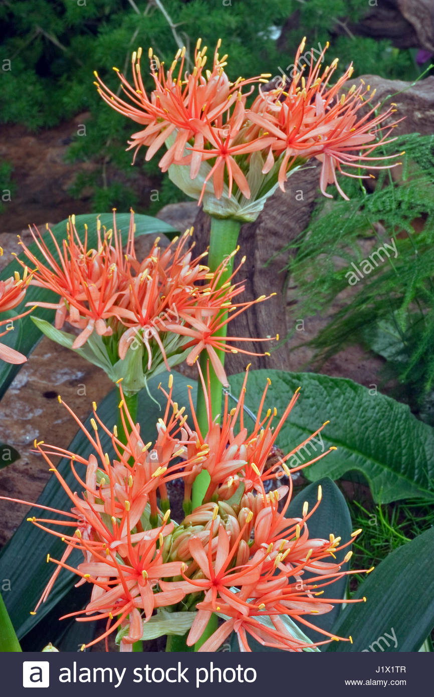 Blood Lily Stock Photos & Blood Lily Stock Images Alamy