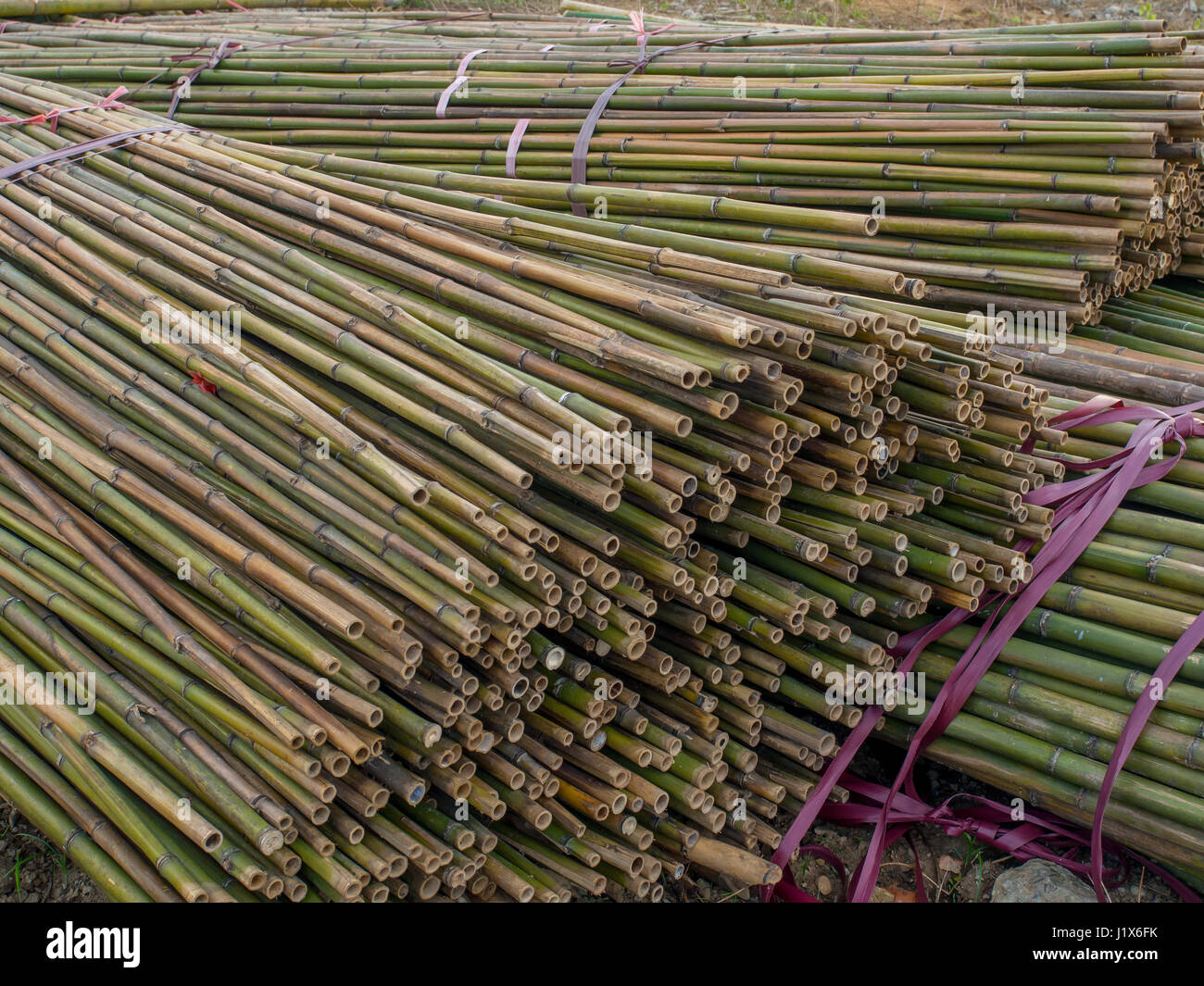 The stems of bamboo trees tied in bundles Stock Photo Alamy