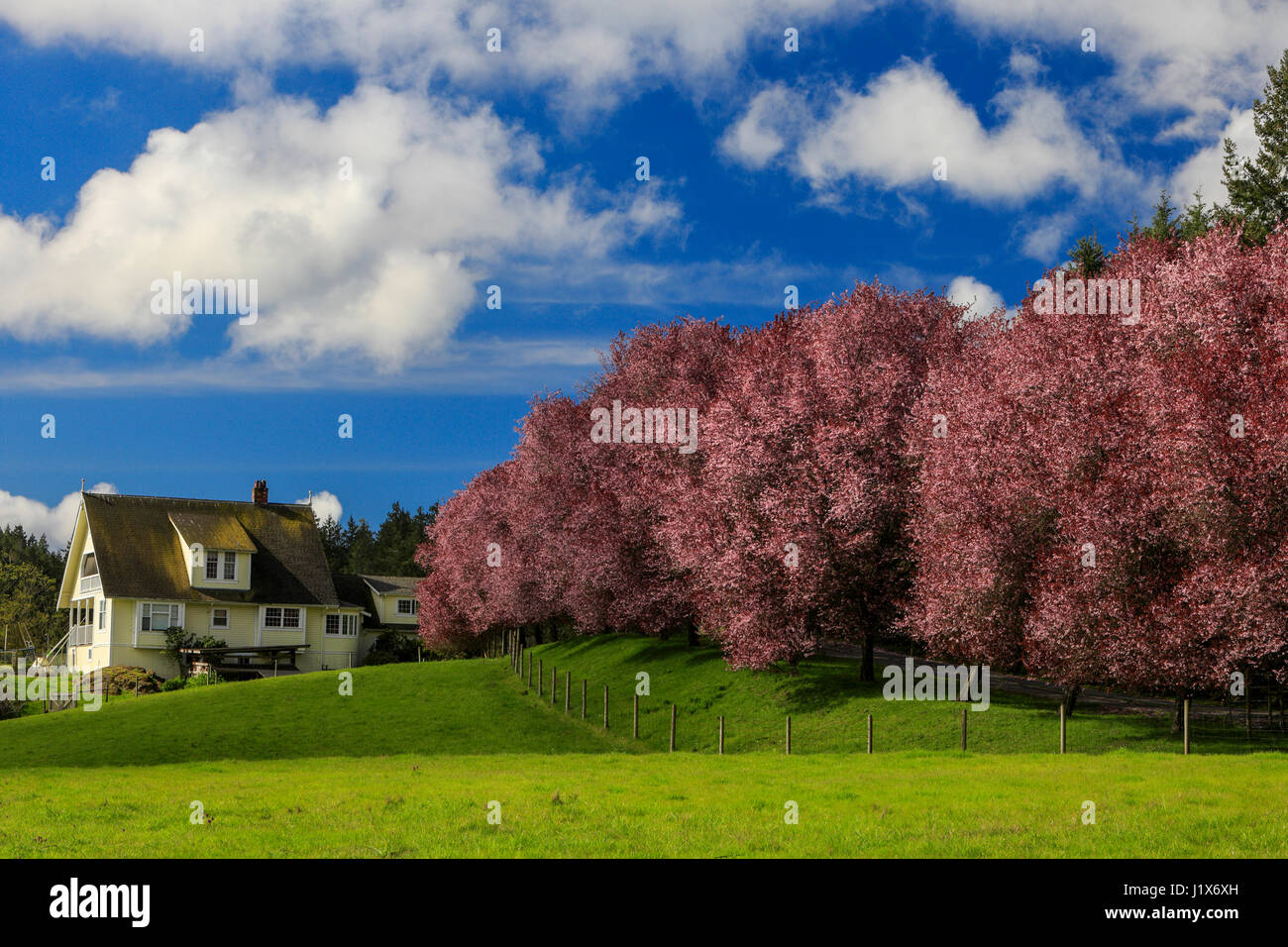 Blue cherry blossom trees hires stock photography and images Alamy