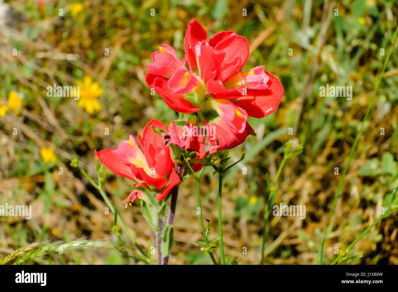 The Indian Paintbrush is a common spring wildlfower in Texas. Stock Photo