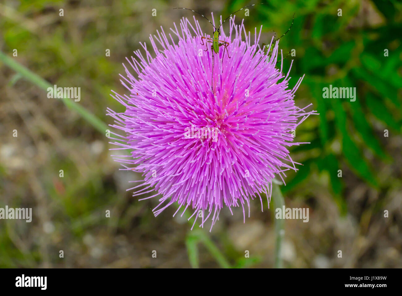 Closeup of the purple blossom of a musk or nodding thistle. Generally considered an invasive species in many regions. Stock Photo
