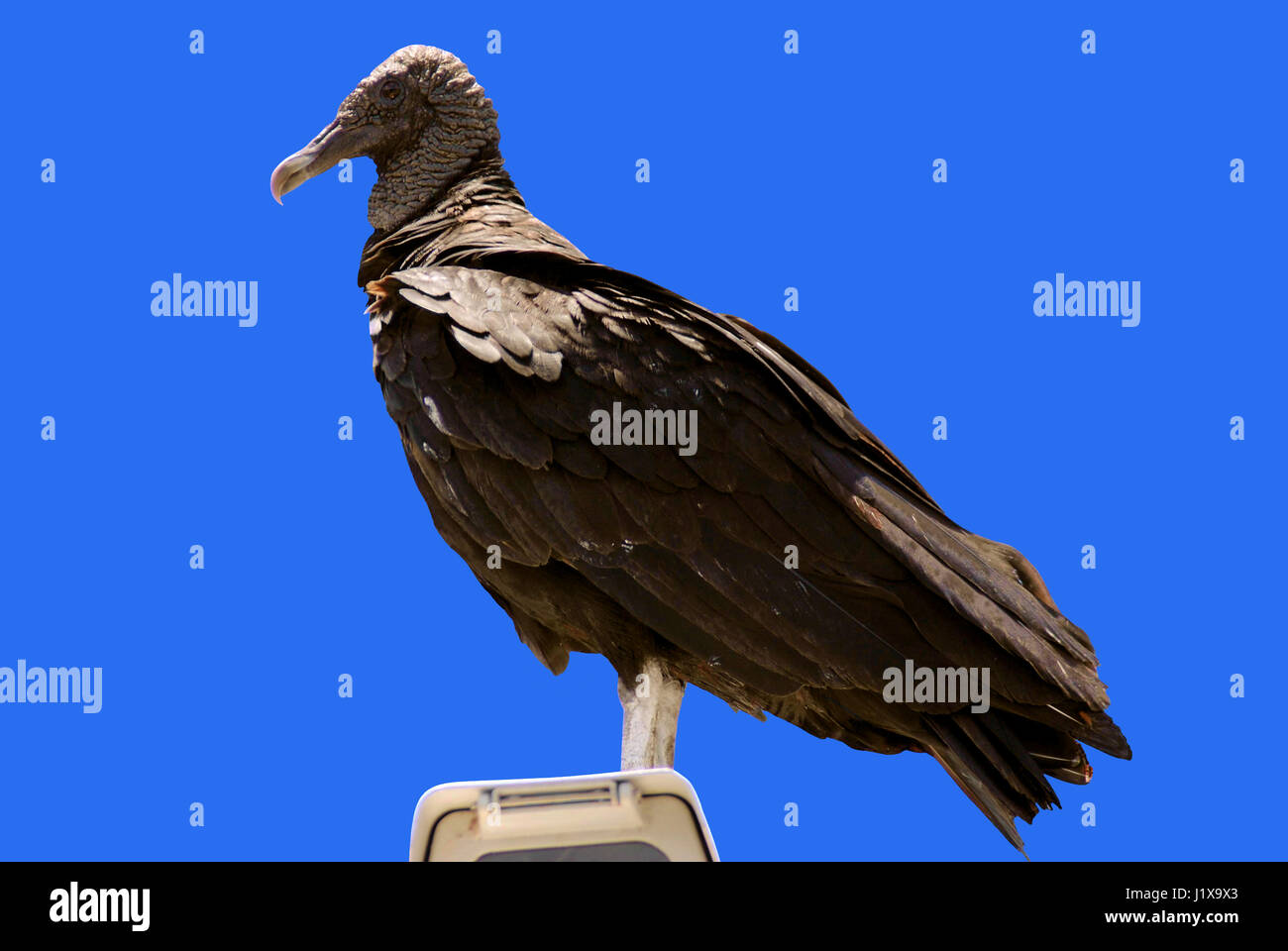 Black Vulture Latin name Coragyps atratus Stock Photo Alamy