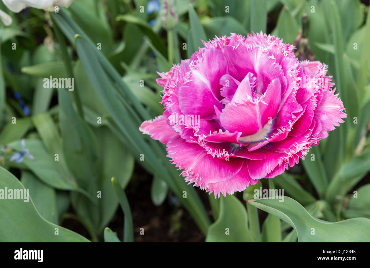 pink tulip with white cartels on the keukenhof landmark park in Holland ...