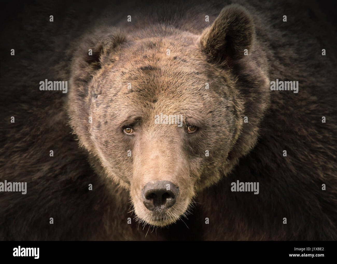 Portrait of Grizzly bear Stock Photo