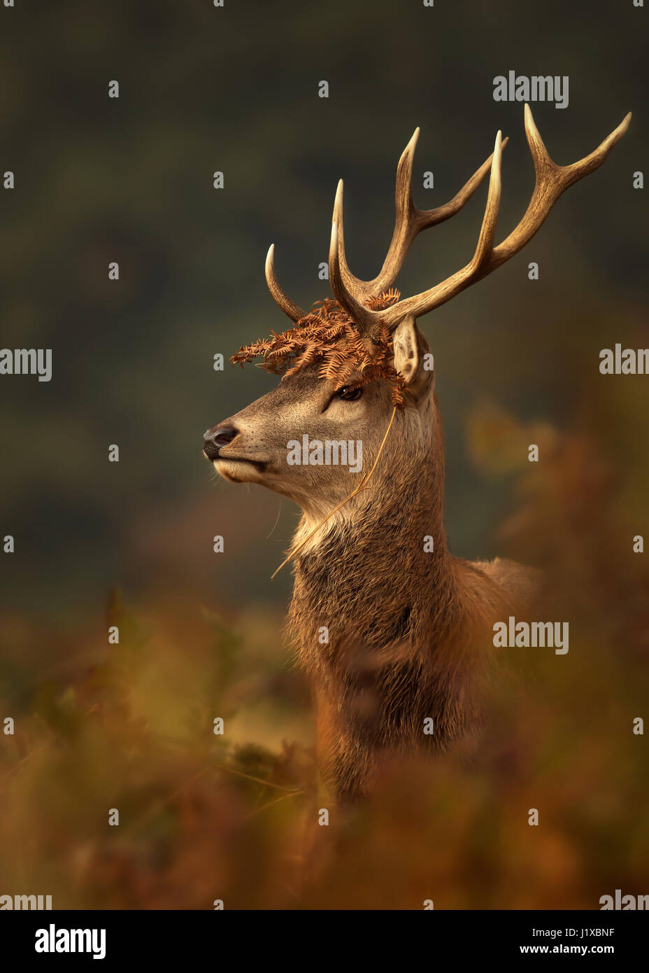 Portrait of red deer with a crown of ferns Stock Photo