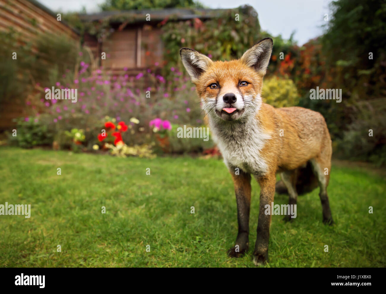 Portrait of red fox sticking out the tong Stock Photo