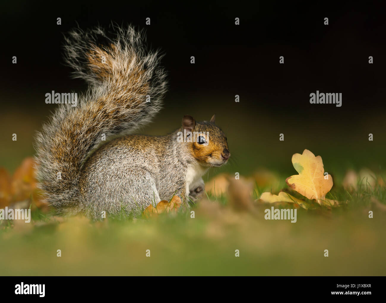 Grey squirrel in the meadow with a bushy tail up Stock Photo
