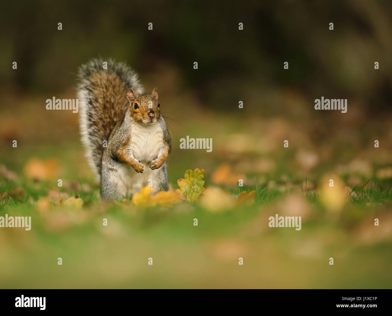Grey squirrel in the meadow with a bushy tail up Stock Photo