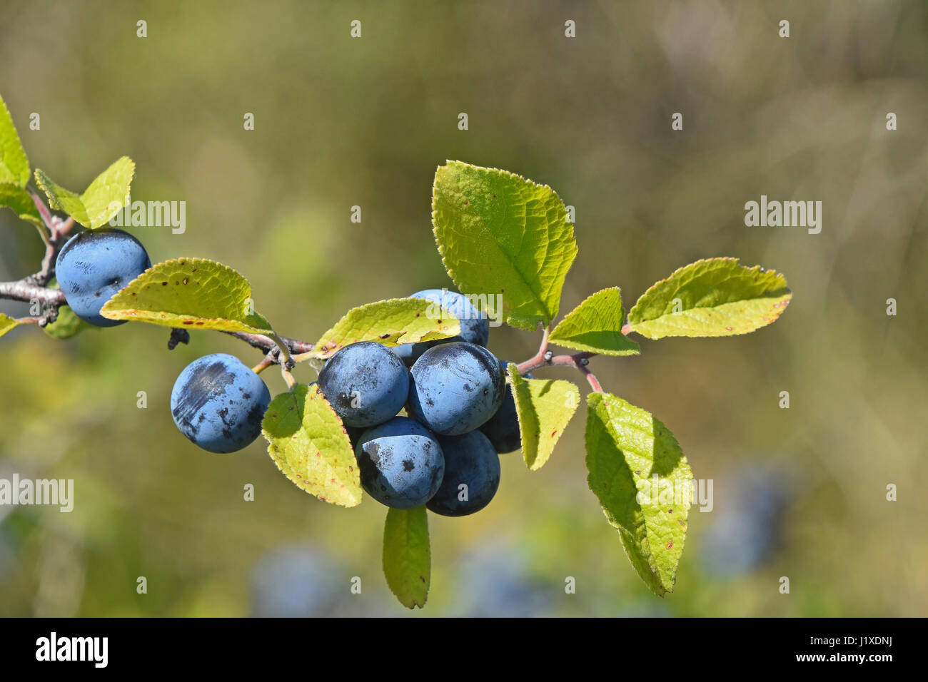 Branch of blackthorn (Prunus spinosa) with ripe berries and green leaves, close up Stock Photo