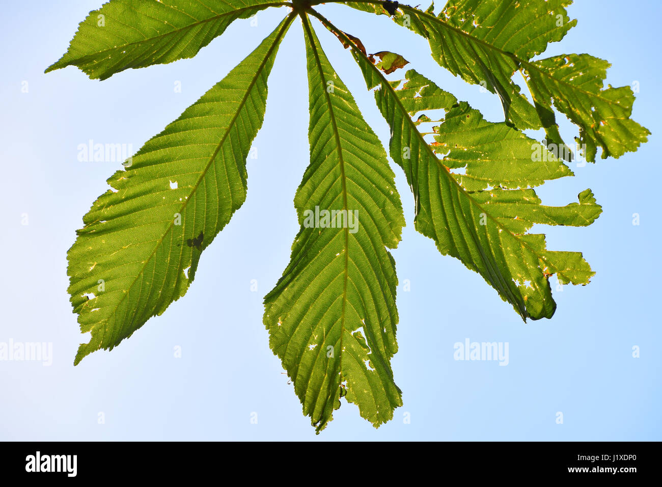 Green springtime horse chestnut (Aesculus hippocastanum) leaves damaged by diseases or insect pest, blast invaders, close up over clear blue sky Stock Photo