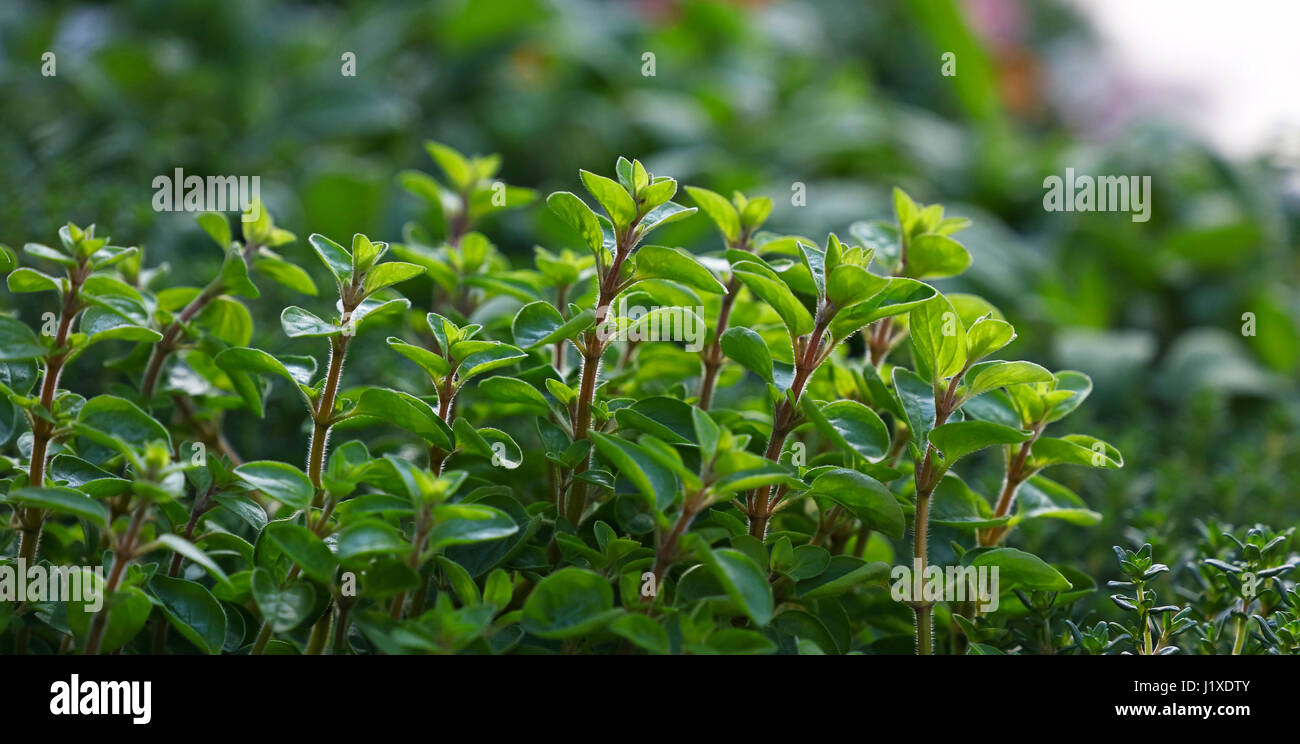 Green fresh sweet marjoram (Origanum majorana) spicy herb sprouts growing, close up Stock Photo