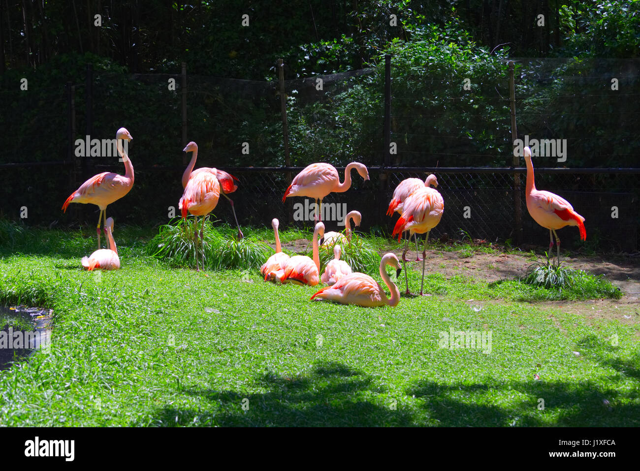 Nc Zoo High Resolution Stock Photography and Images - Alamy