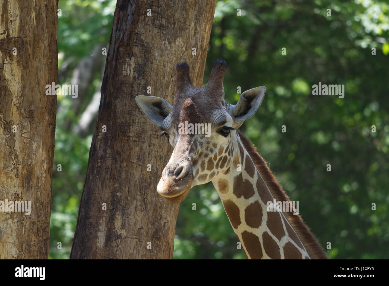 Zoo Photos Stock Photo Alamy
