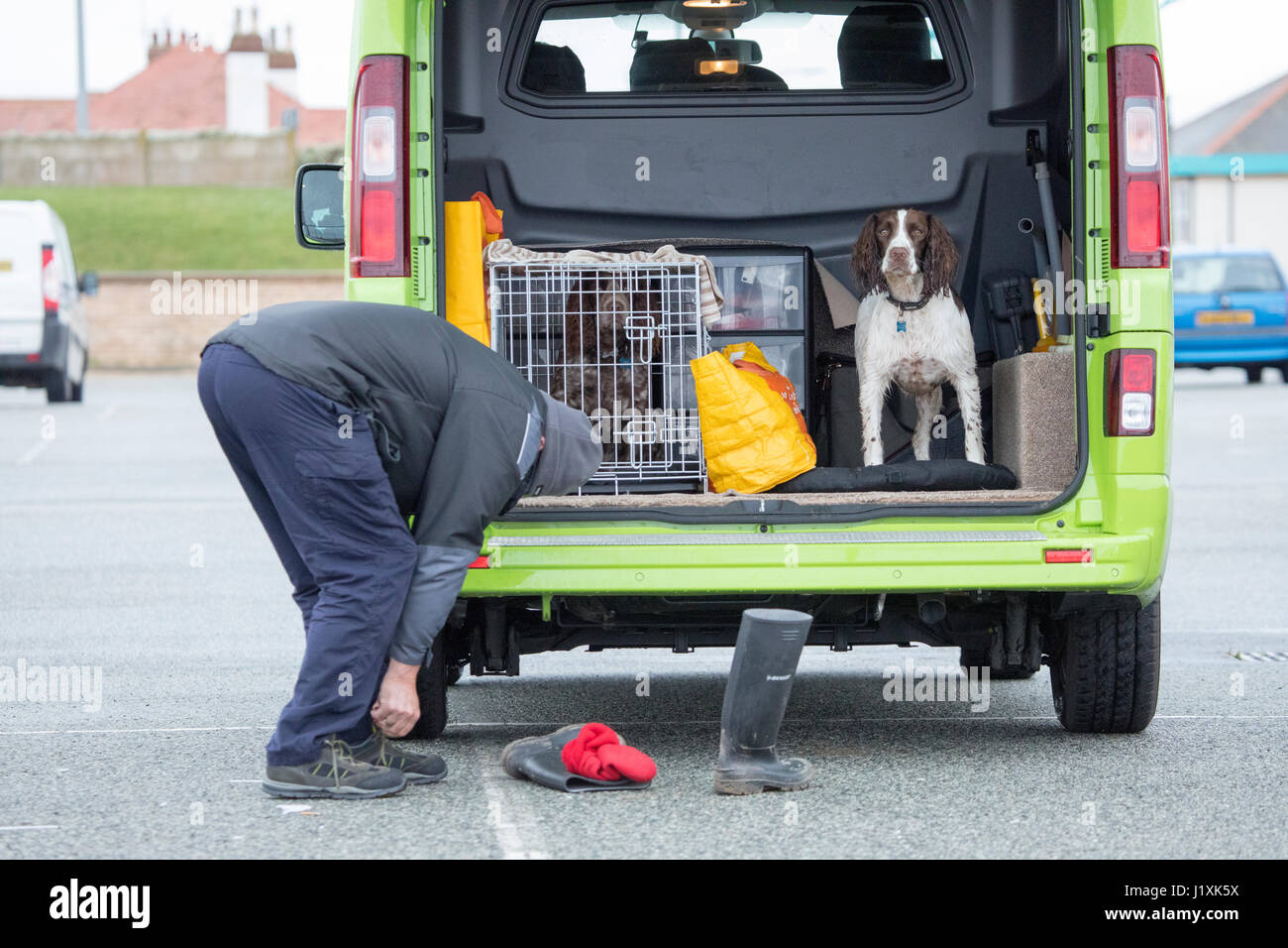 A man tying his lases after taking off his wellington boots next to him and his two dogs in the boot of his vehicle after taking them for a walk Stock Photo