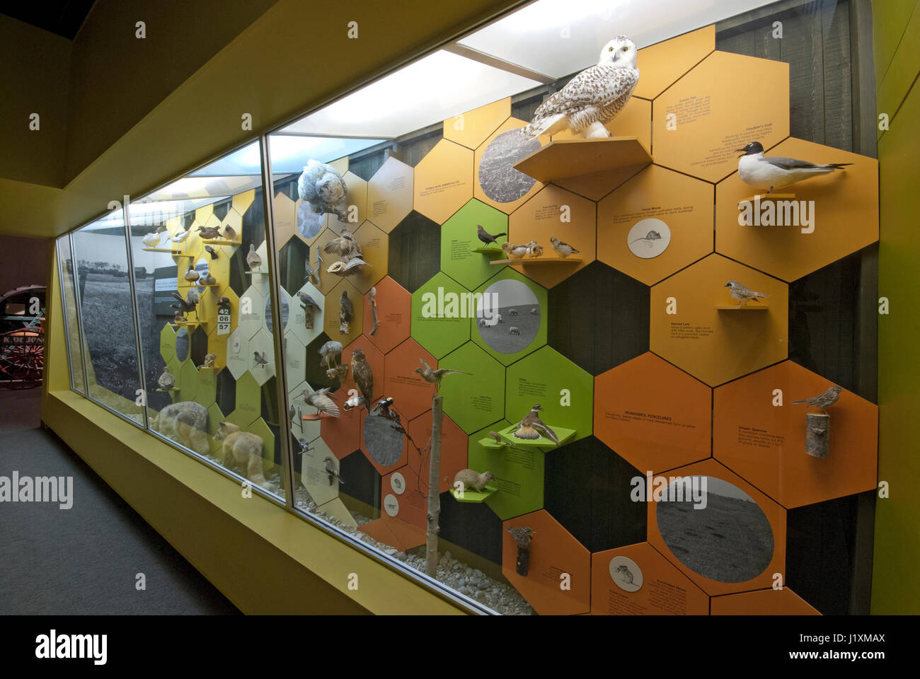 Exhibit about canadian birds and mammals, Manitoba Museum, Winnipeg