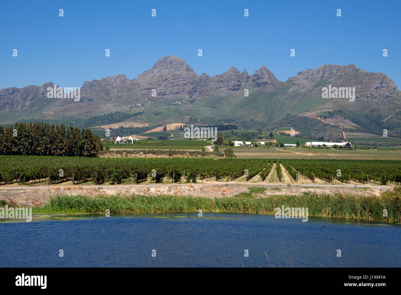 Vineyards and Hottentots Holland Mountain Range near Stellenbosch Western Cape South Africa Stock Photo
