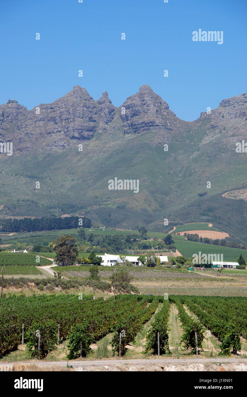 Vineyards and Hottentots Holland Mountain Range near Stellenbosch Western Cape South Africa Stock Photo