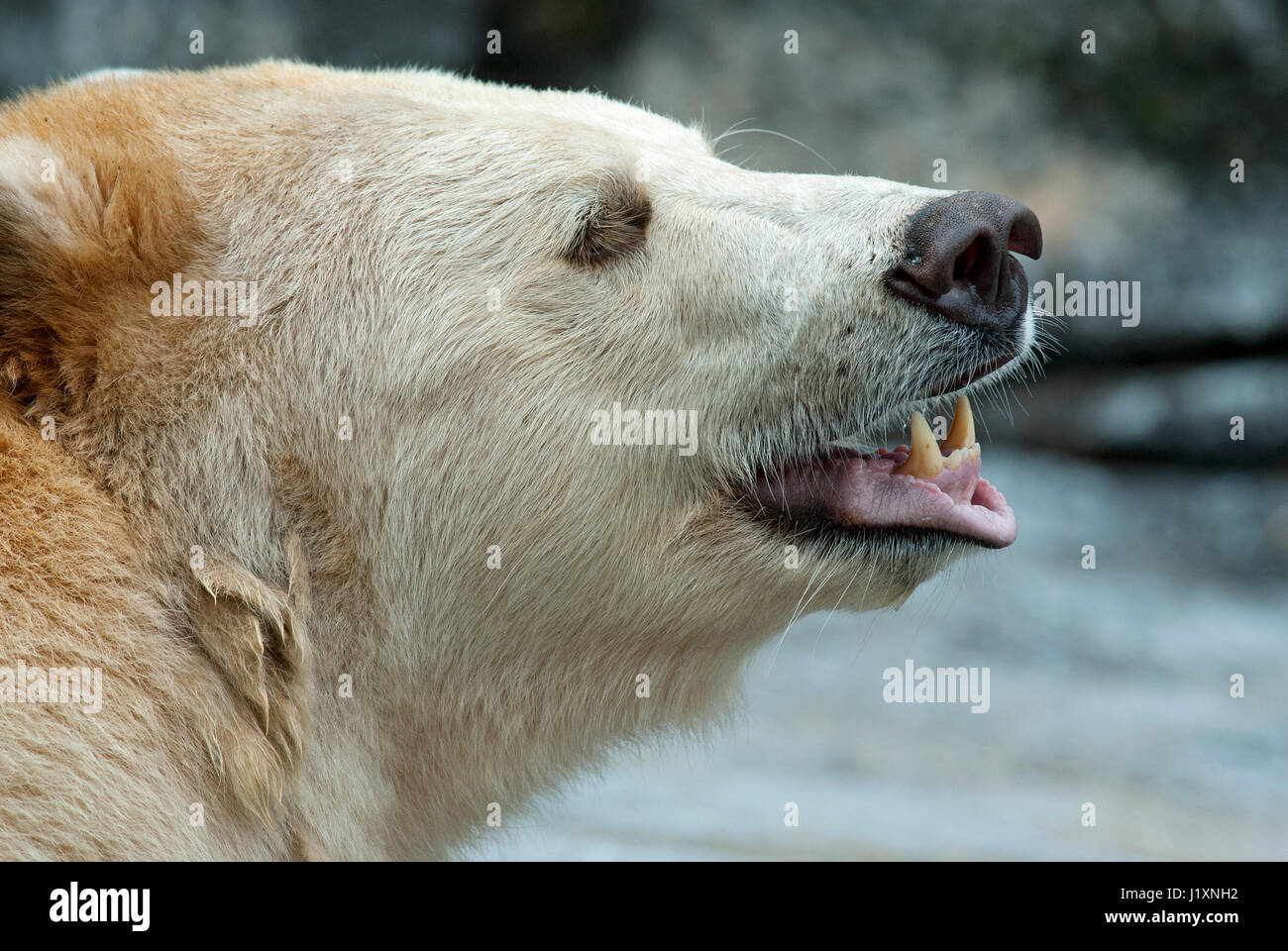 Spirit bear, Kermode bear (Ursus americanus kermodei), Assiniboine Park zoo, Winnipeg, Manitoba, Canada Stock Photo