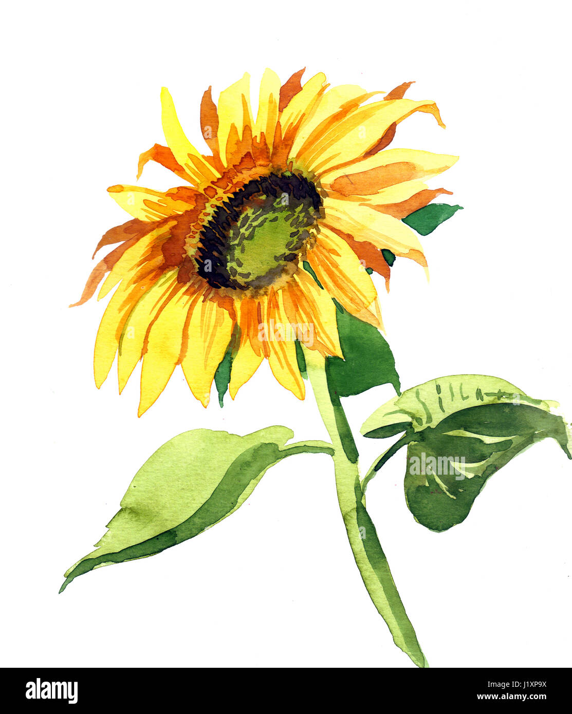 Watercolor sunflower hi-res stock photography and images - Alamy
