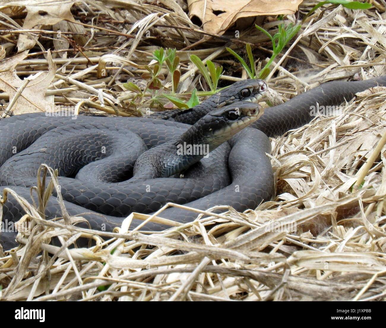 Two black racer snakes at Horseshoe Bend at Port Louisa National Wildlife Refuge in Iowa. Stock Photo