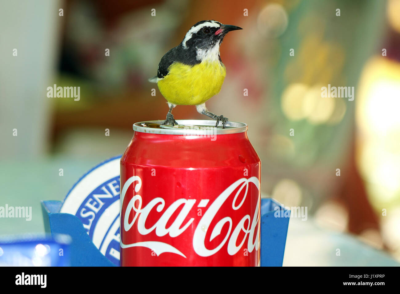 Drinking Coca Cola Stock Photos & Drinking Coca Cola Stock Images Alamy