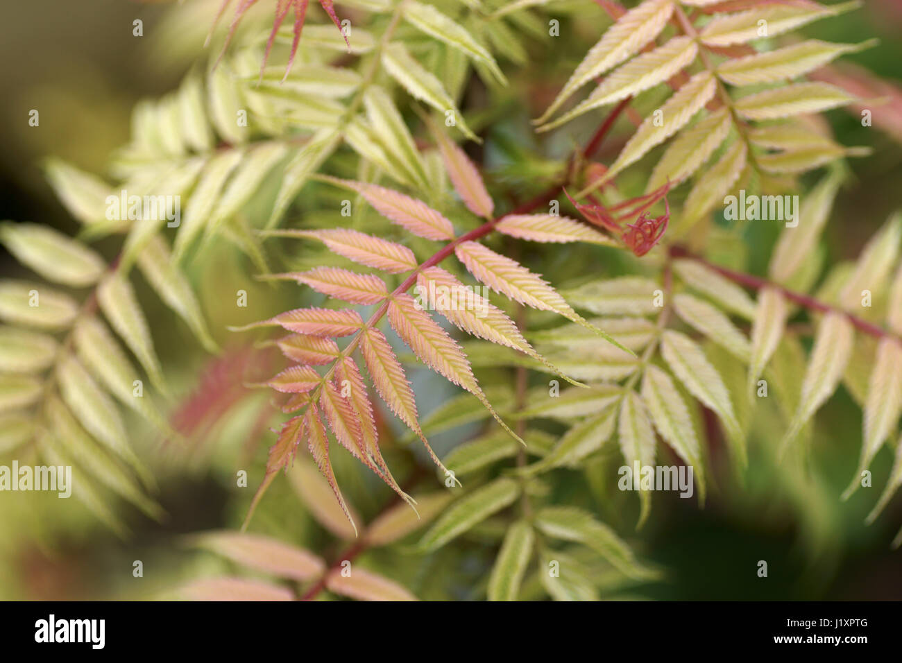 Sorbaria sorbifolia 'Sem' Stock Photo