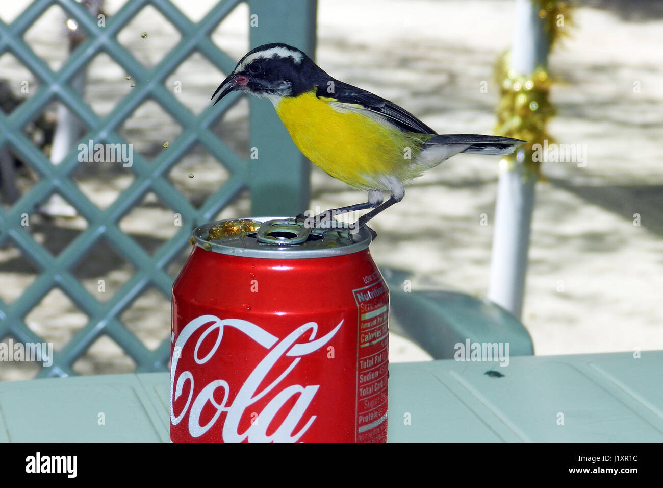 Tin Bird Stock Photos & Tin Bird Stock Images Alamy