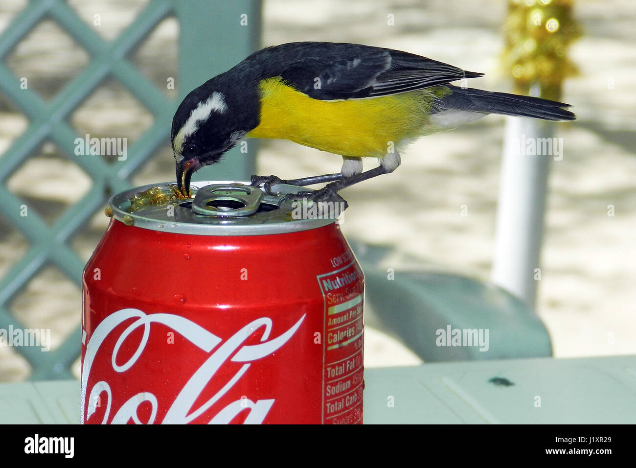Tin Bird Stock Photos & Tin Bird Stock Images Alamy