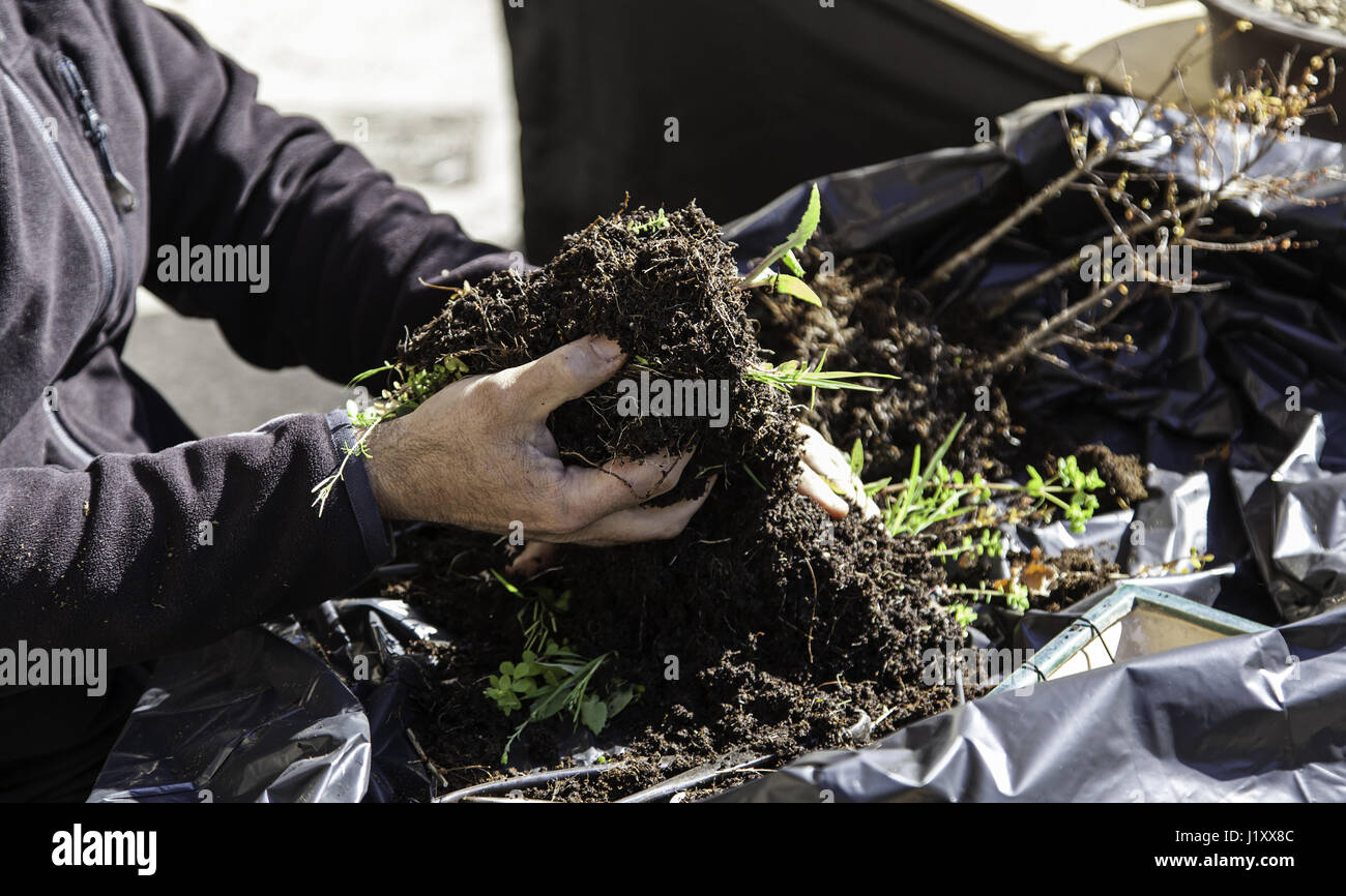 Pruning bonsai, detail of a craftsman creating bonsai, oriental art Stock Photo