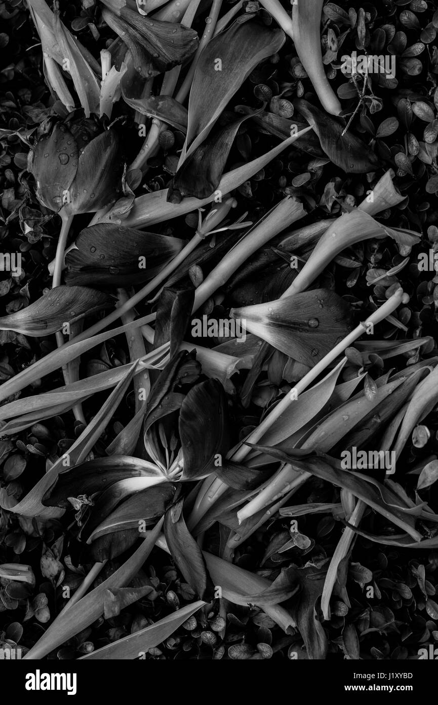 Wilting petal Black and White Stock Photos & Images Alamy