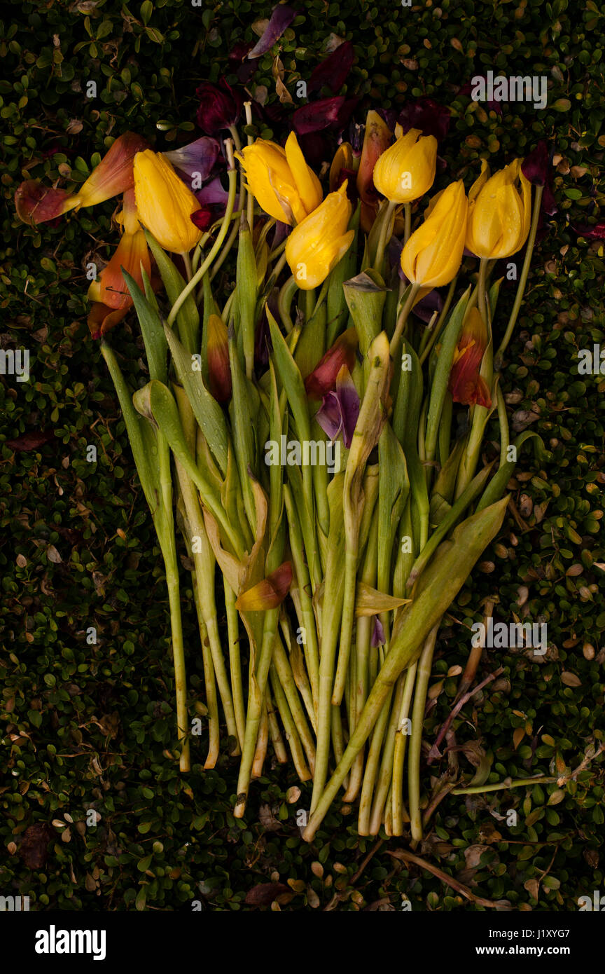 Closeup view of arranged tulips wilting and decaying Stock Photo Alamy