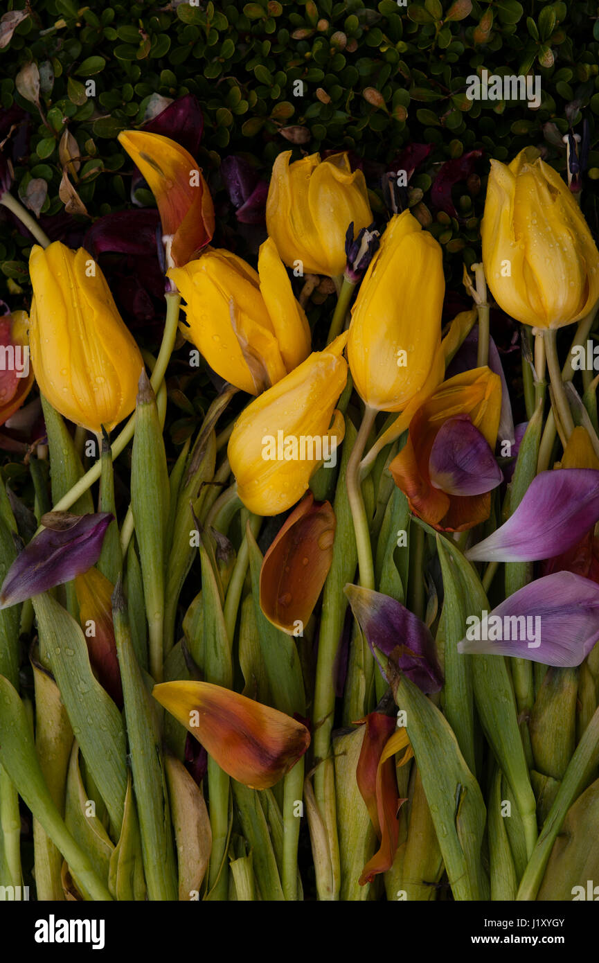 Wilting tulips hires stock photography and images Alamy