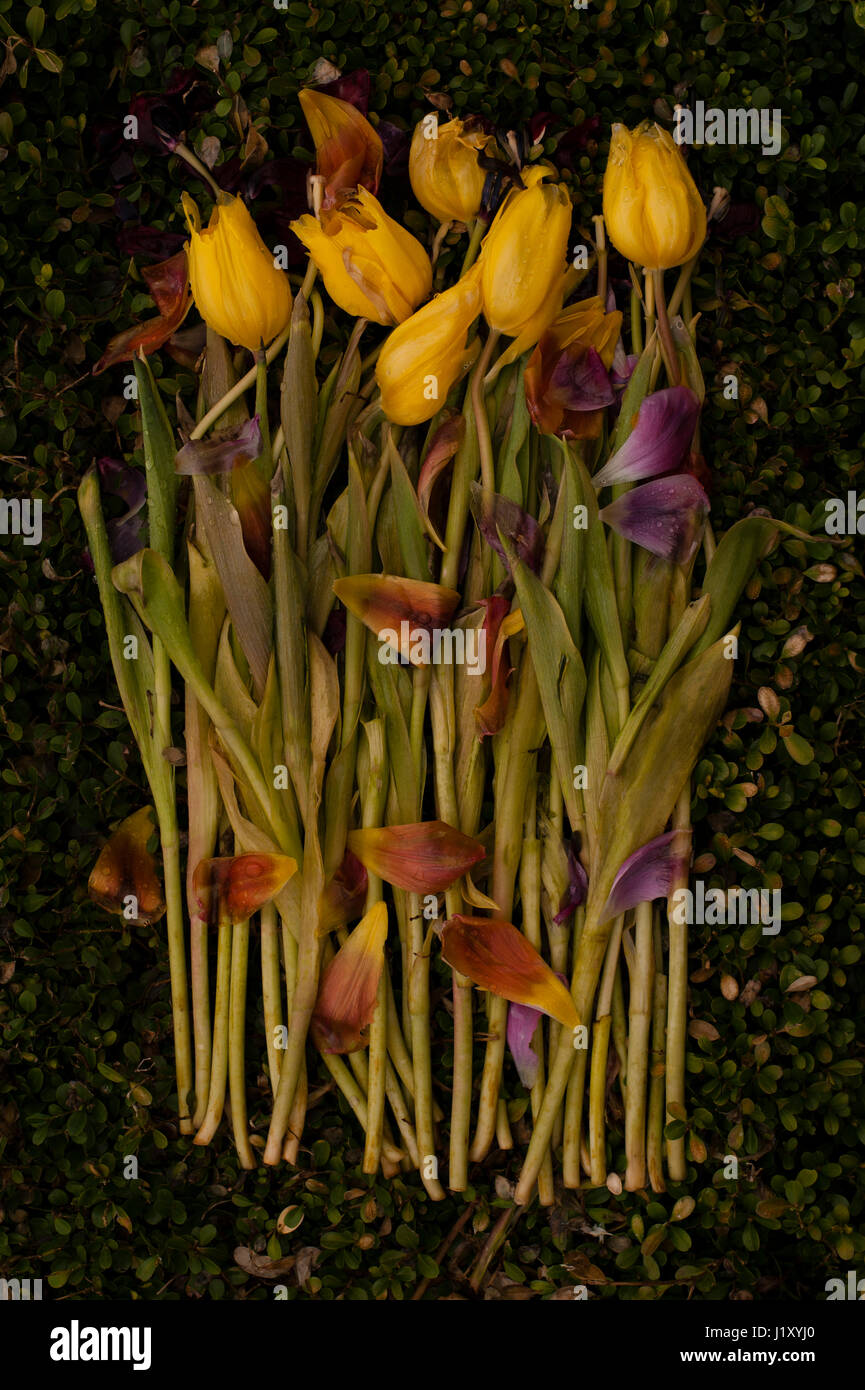 Wilting Bunch Of Flowers Stock Photos & Wilting Bunch Of Flowers Stock