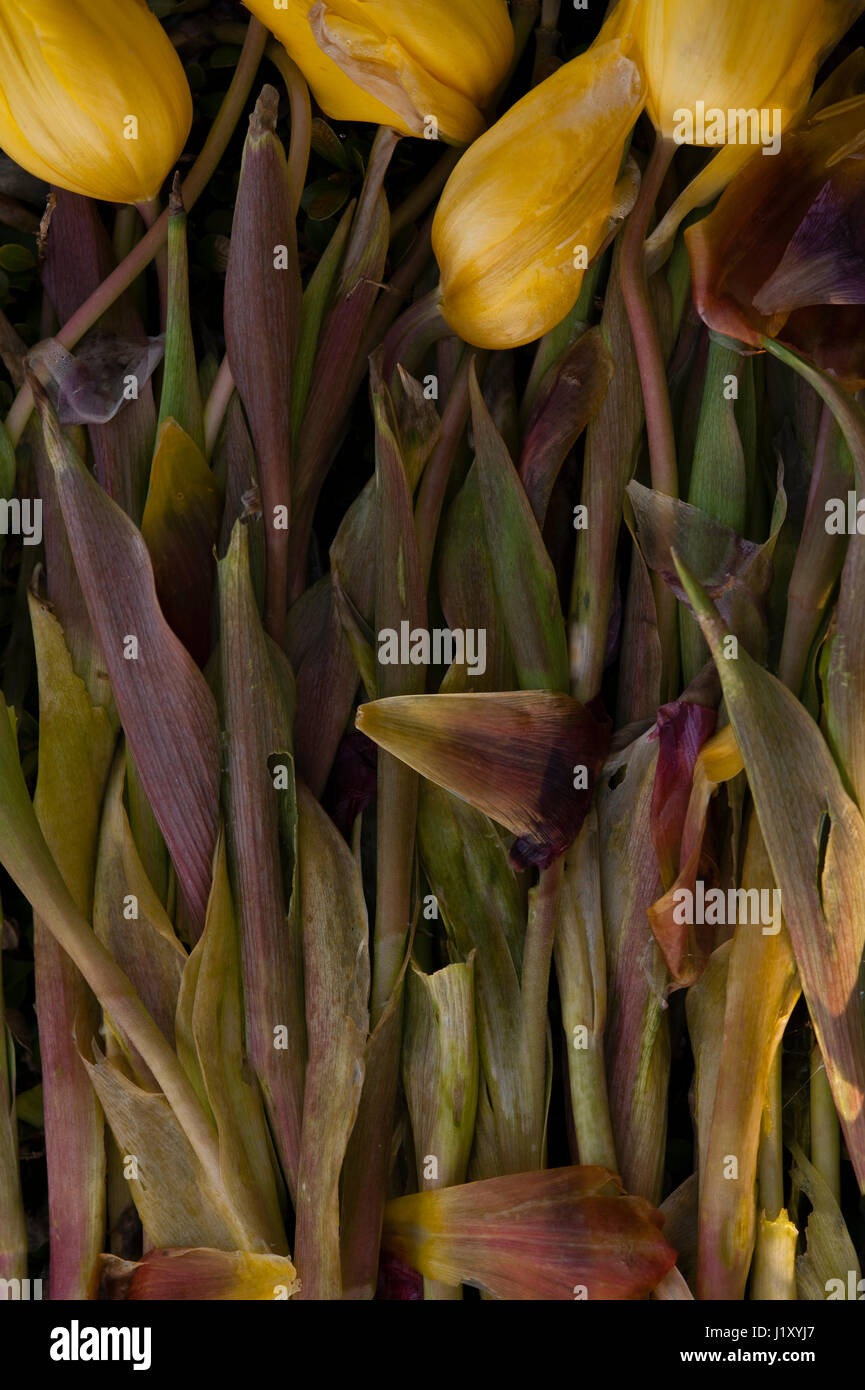 Wilting tulips hires stock photography and images Alamy
